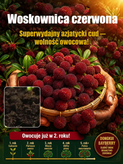 Domowa uprawa nasion woskownicy czerwonej odmiany Dongkui 🌟 Unikalny Smak: Odkryj aromat, który zna tylko 10% świata.