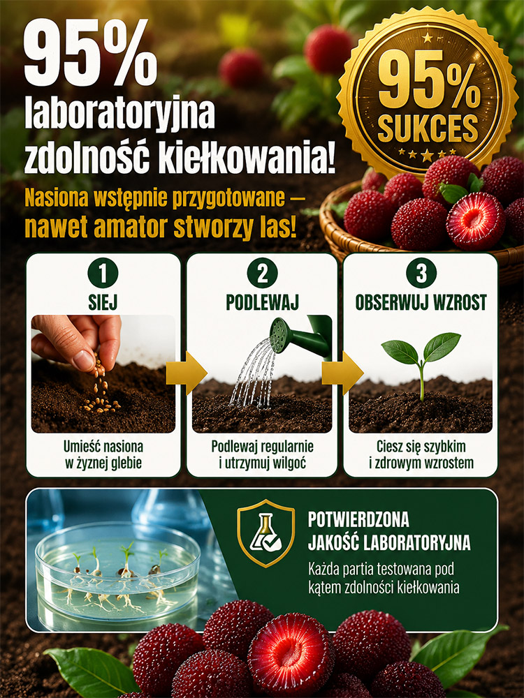 Domowa uprawa nasion woskownicy czerwonej odmiany Dongkui 🌟 Unikalny Smak: Odkryj aromat, który zna tylko 10% świata.