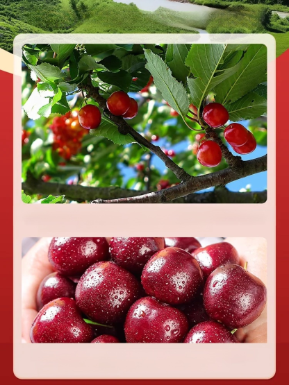 [Szybko rosnące, mocne i odporne na życie] Sadzonki wiśni, które owocują w tym samym roku