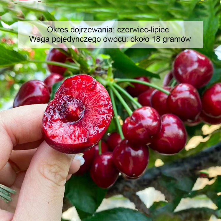 [Szybko rosnące, mocne i odporne na życie] Sadzonki wiśni, które owocują w tym samym roku