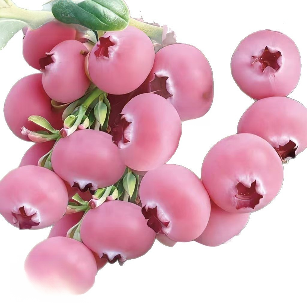 [Piękne i pyszne] Nasiona borówki Pink Lady, która w tym roku zaowocuje