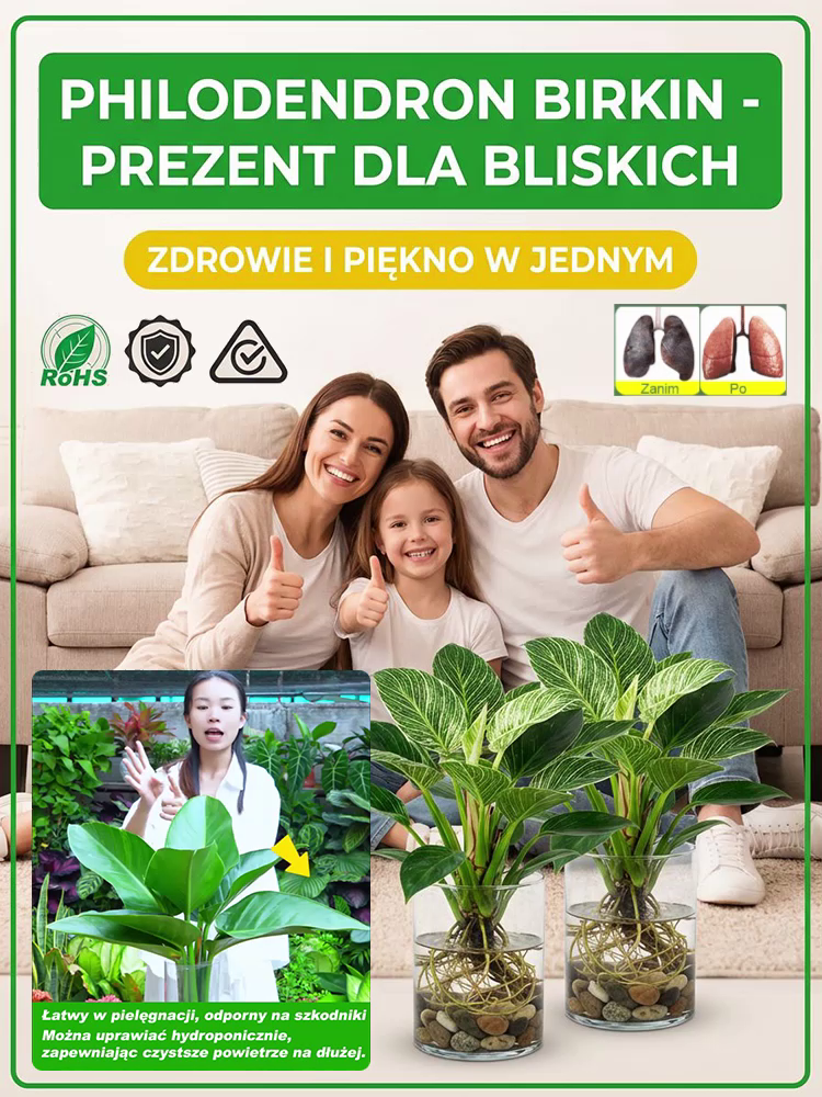 [Król odżywiający płuca i detoksykujący] Złota Diamentowa Zielona Roślina