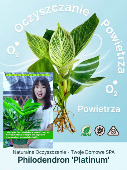 [Król odżywiający płuca i detoksykujący] Złota Diamentowa Zielona Roślina