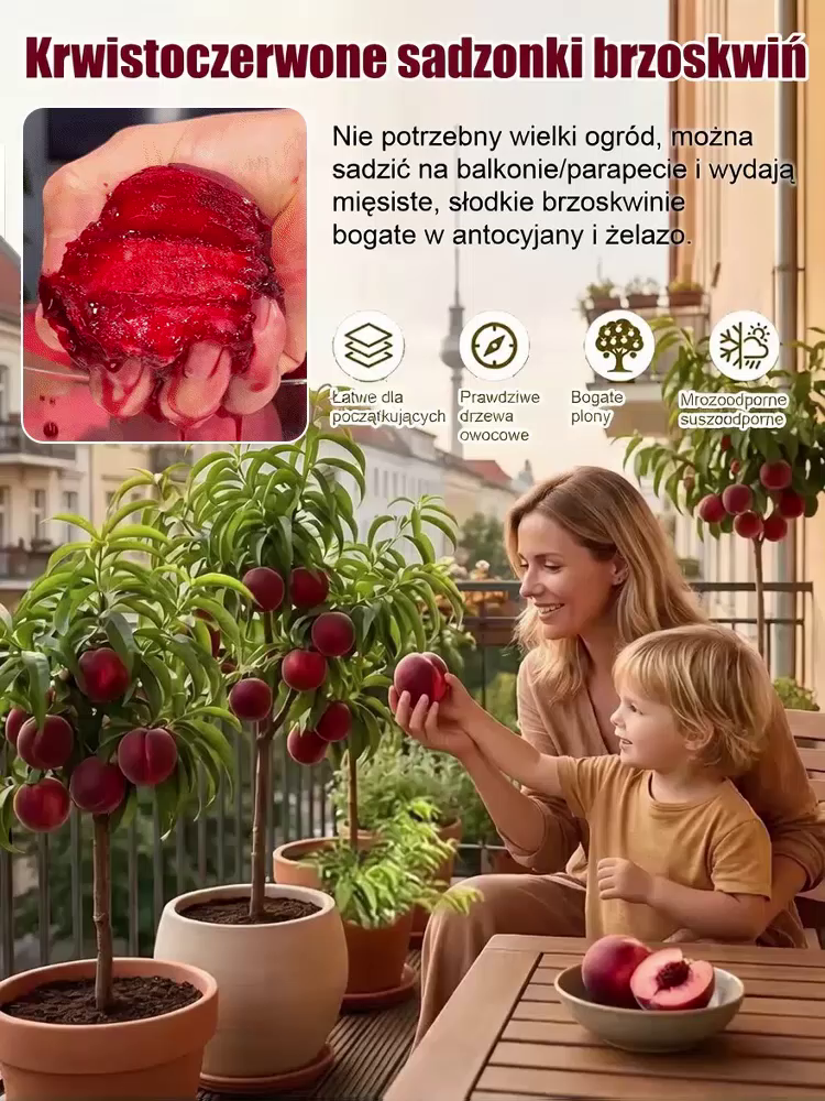 [Drzewko brzoskwiniowe odżywiające krew] Silne i łatwe w uprawie sadzonki brzoskwini