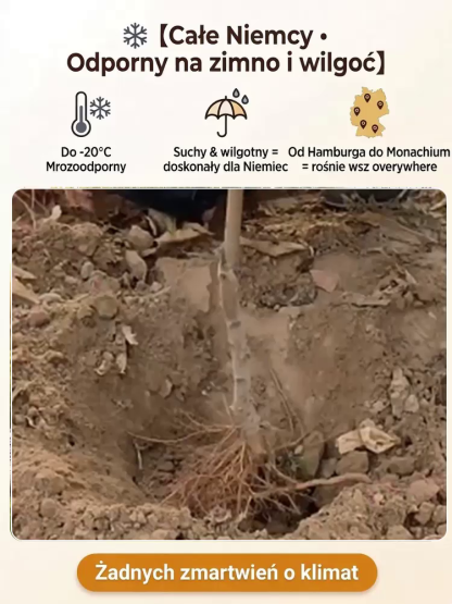 [Drzewko brzoskwiniowe odżywiające krew] Silne i łatwe w uprawie sadzonki brzoskwini