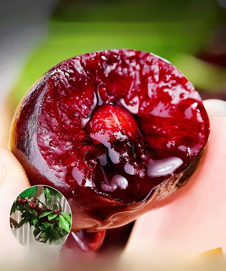 Żywotne nasiona Chelsea