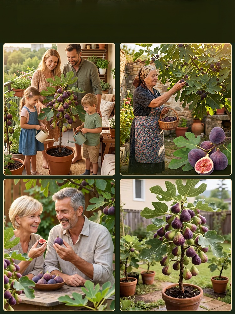 Odmiana nasion cyprysika, która dobrze rośnie o każdej porze roku i jest odporna na zimno