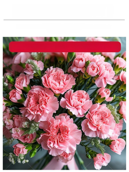 【Kwitnie przez wszystkie sezony】Nasiona goździka pełnego