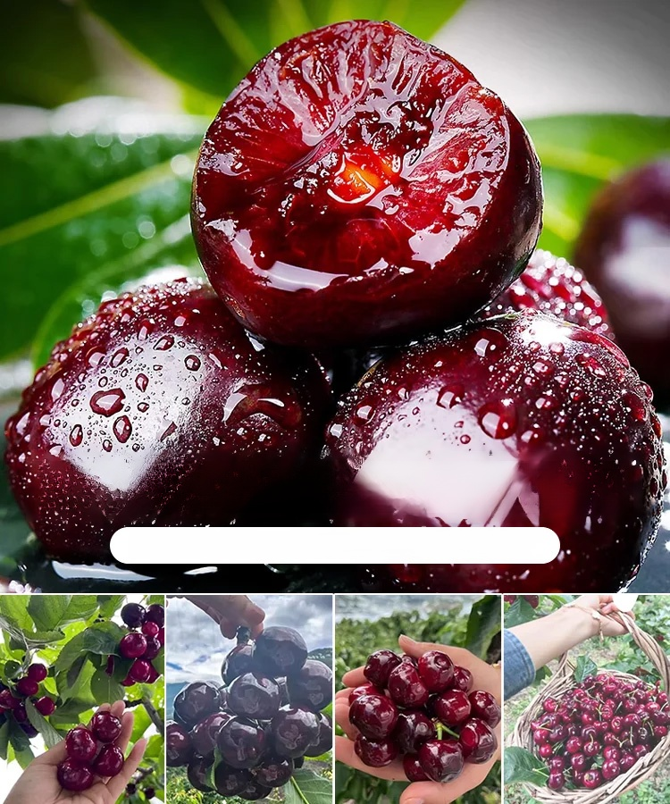 Żywotne nasiona Chelsea