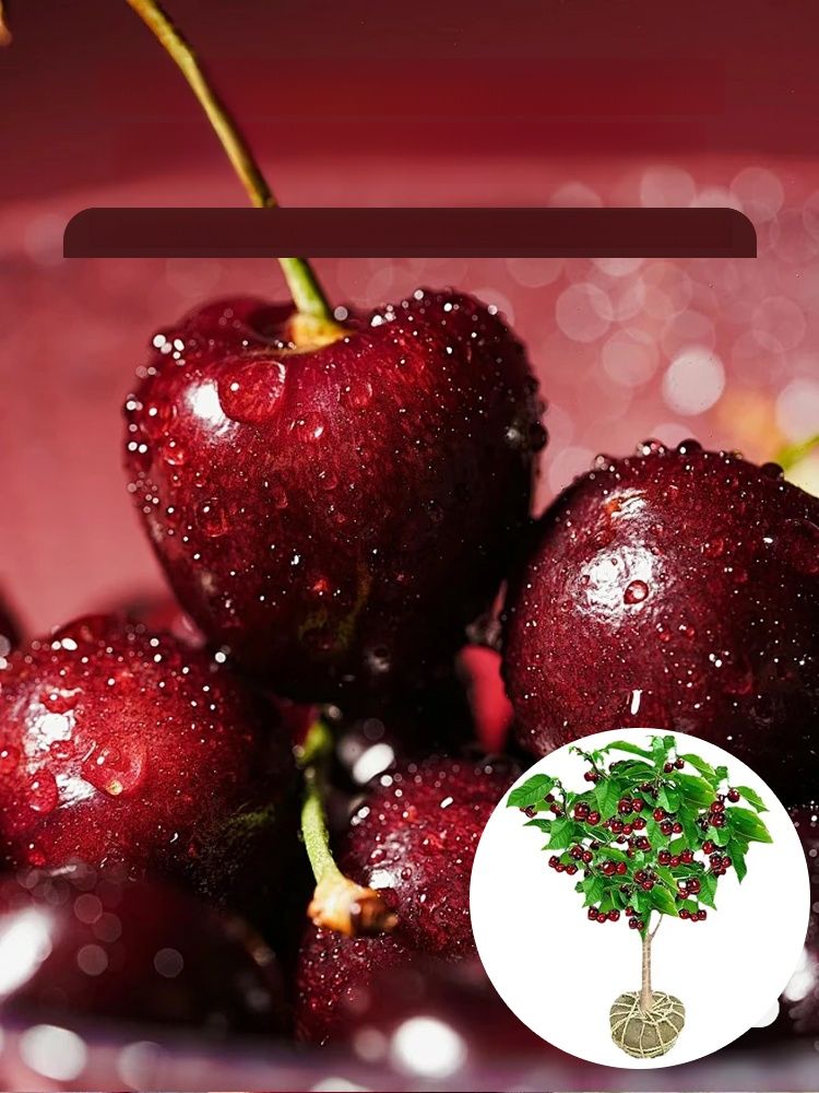 [Szybko rosnące, mocne i odporne na życie] Sadzonki wiśni, które owocują w tym samym roku