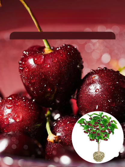 [Szybko rosnące, mocne i odporne na życie] Sadzonki wiśni, które owocują w tym samym roku