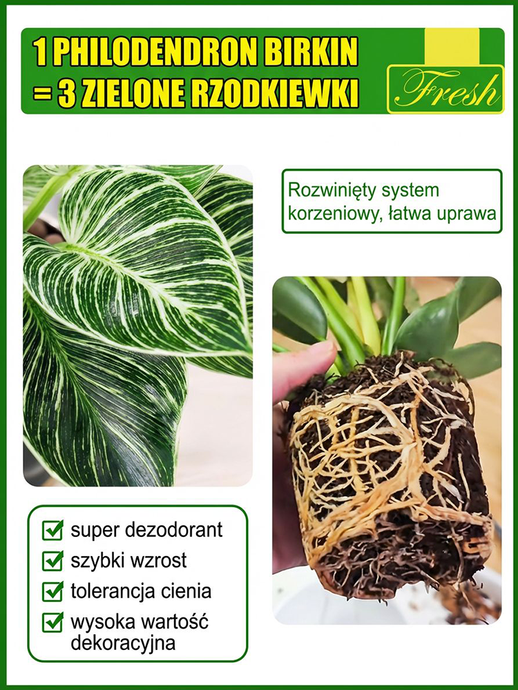  🚀 Zielony Filtr: Postaw 1 roślinę i filtruj toksyny, koniec z kurzem!