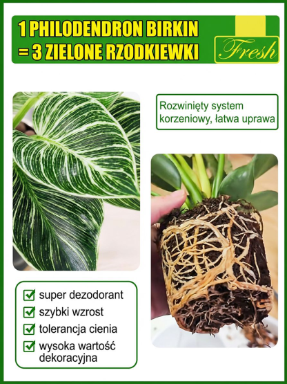  🚀 Zielony Filtr: Postaw 1 roślinę i filtruj toksyny, koniec z kurzem!