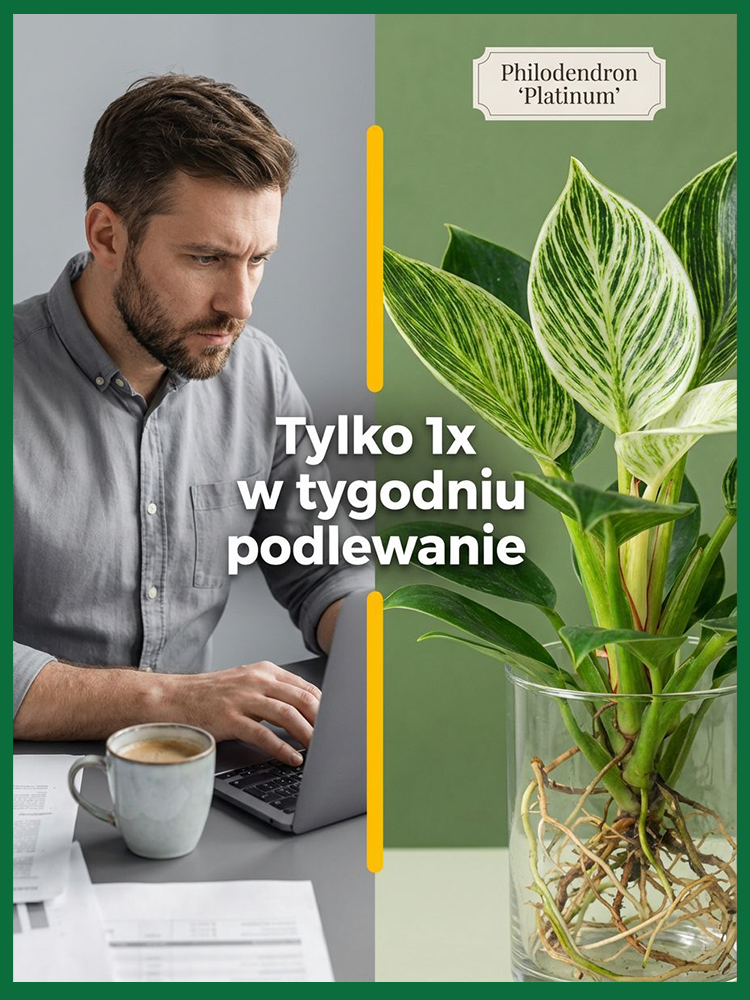  🚀 Zielony Filtr: Postaw 1 roślinę i filtruj toksyny, koniec z kurzem!