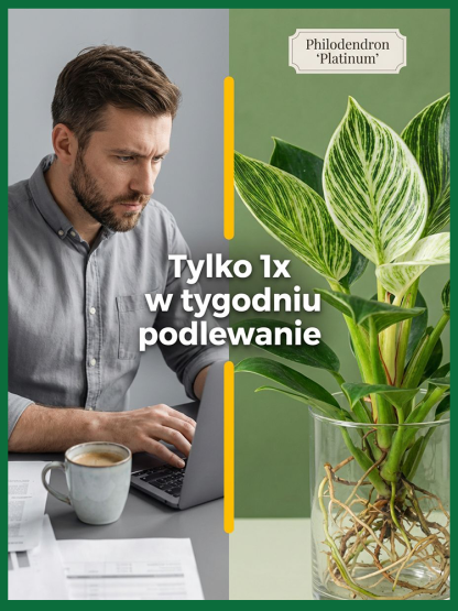  🚀 Zielony Filtr: Postaw 1 roślinę i filtruj toksyny, koniec z kurzem!