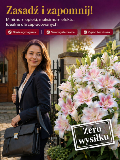 Cebulki lilii plamistej o intensywnym zapachu do eleganckiego ogrodu