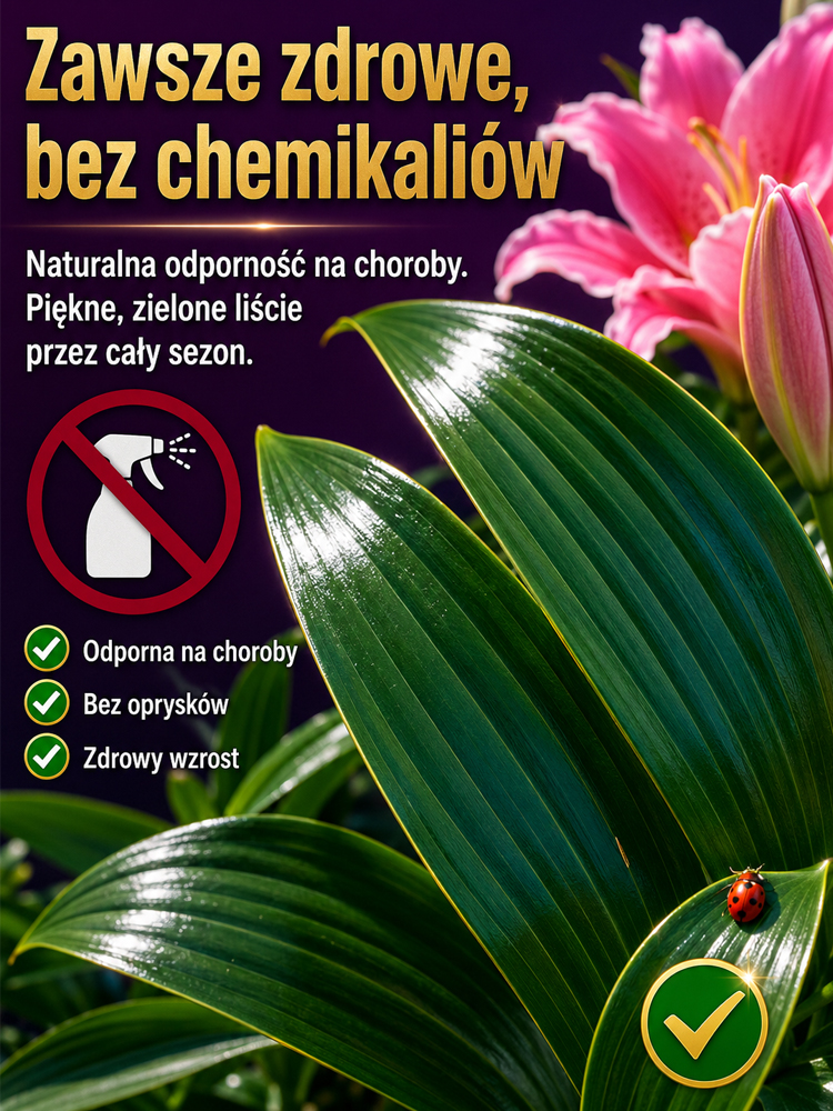 Cebulki lilii plamistej o intensywnym zapachu do eleganckiego ogrodu