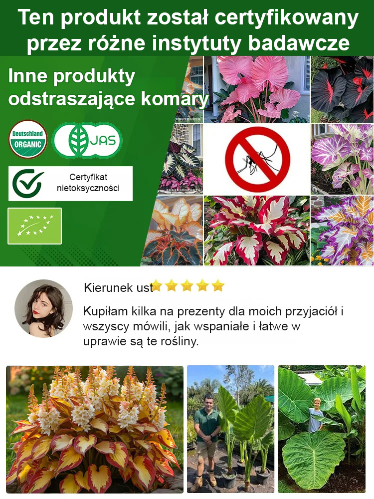 🪴 Wyjątkowy prezent, który zachwyci każdą kobietę! Rzadka odmiana rośliny domowej (-50%) 