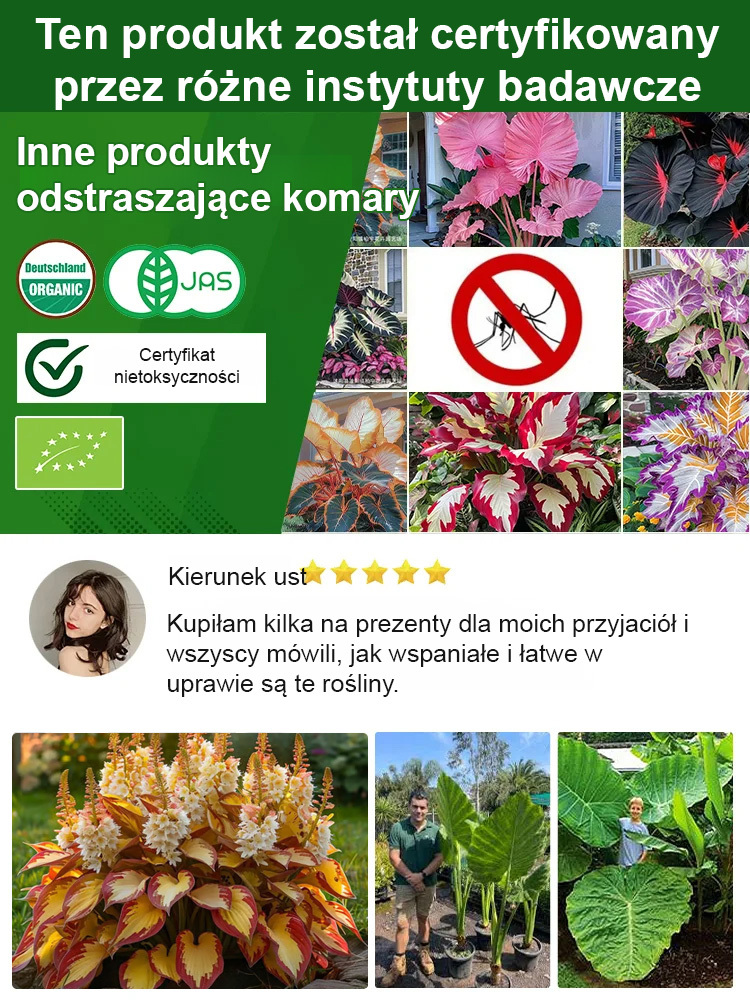 🪴 Wyjątkowy prezent, który zachwyci każdą kobietę! Rzadka odmiana rośliny domowej (-50%) 