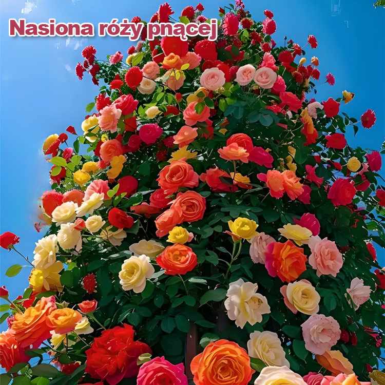 💐Posadź teraz🌸, a będziesz mieć całe morze kwiatów przez cały rok!✅ 99,9% wskaźnik przeżywalności👍 Nie wymaga podlewania, nie wymaga okresu aklimatyzacji, rośliny rosną natychmiast!❄️ Odporne na zimno do -38°C☀️ Odporne na upały latem
