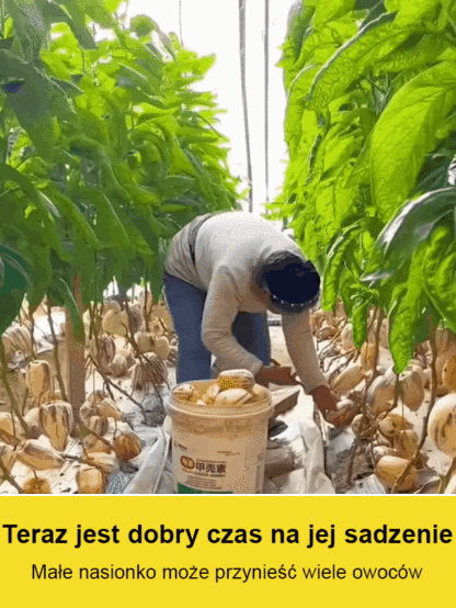 Jeśli masz miejsce w domu, zdecydowanie polecamy sadzenie owoców żeń-szenia. Ma żółty miąższ i mleczny aromat, skutecznie obniża poziom cukru we krwi, ma 99,9% przeżywalności, jest odporny na zimno i ciepło.