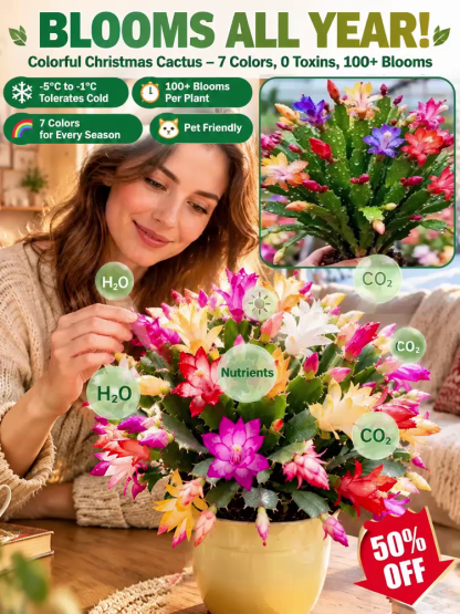 These premium, multi-colored Schlumbergera (Christmas cactus) plants—cultivated in the Netherlands—bloom even in winter. Symbolizing good luck and happiness, they make an excellent choice for home potted plants or festive decorations!