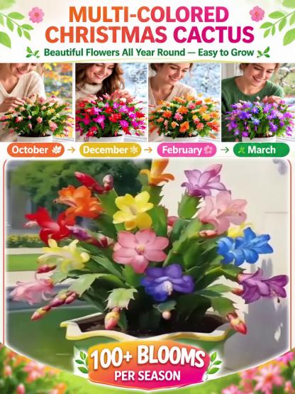 These premium, multi-colored Schlumbergera (Christmas cactus) plants—cultivated in the Netherlands—bloom even in winter. Symbolizing good luck and happiness, they make an excellent choice for home potted plants or festive decorations!