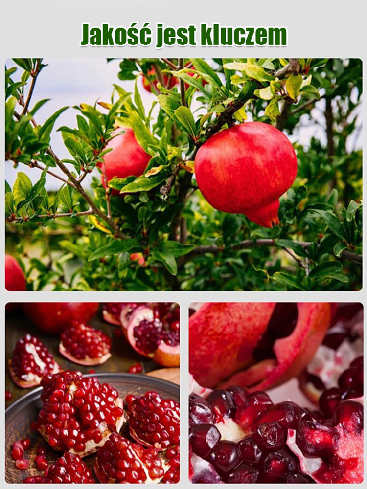 【Jedno ugryzienie pełne soku】Nasiona granatu