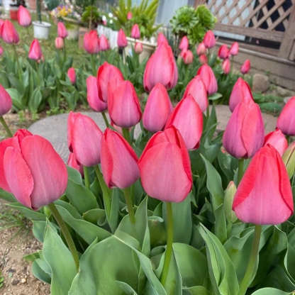 Przyjazne dla początkujących holenderskie importowane cebulki tulipanów.