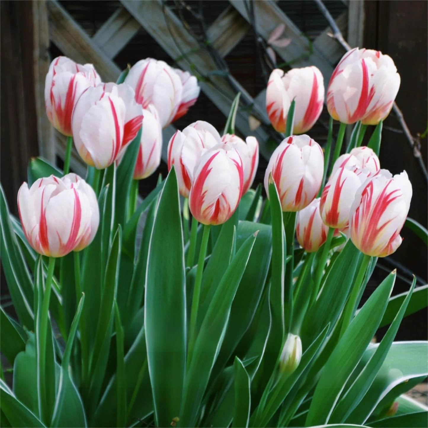 Przyjazne dla początkujących holenderskie importowane cebulki tulipanów.