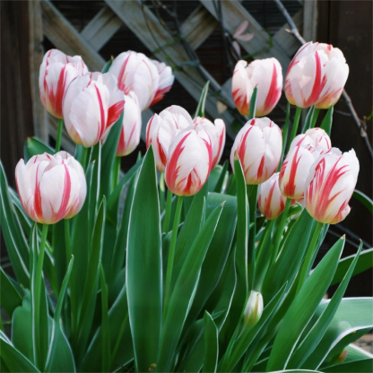 Przyjazne dla początkujących holenderskie importowane cebulki tulipanów.