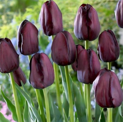 Przyjazne dla początkujących holenderskie importowane cebulki tulipanów.