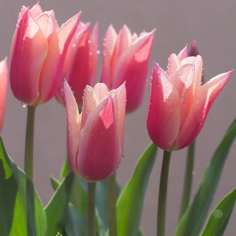 Przyjazne dla początkujących holenderskie importowane cebulki tulipanów.