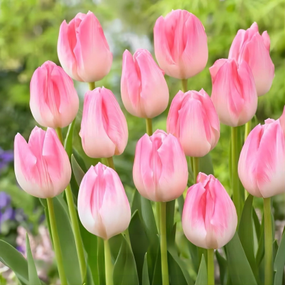 Przyjazne dla początkujących holenderskie importowane cebulki tulipanów.