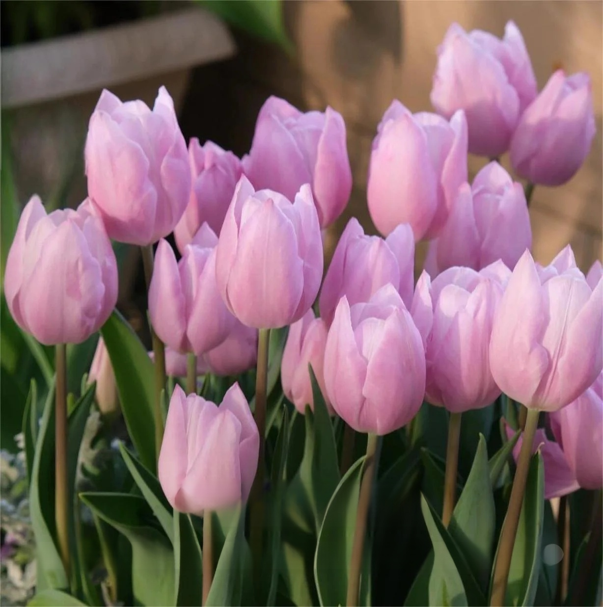 Przyjazne dla początkujących holenderskie importowane cebulki tulipanów.