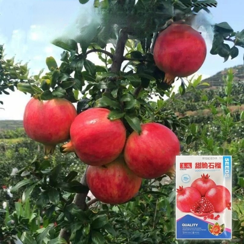 【Jedno ugryzienie pełne soku】Nasiona granatu