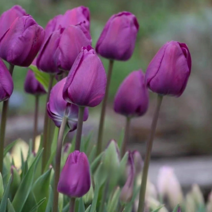 Przyjazne dla początkujących holenderskie importowane cebulki tulipanów.