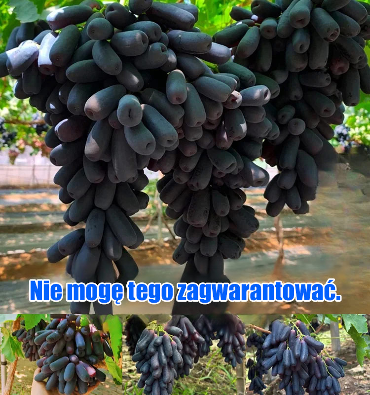 Amerykańskie importowane winogrona Sweet Sapphire 50 nasion