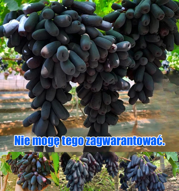 Amerykańskie importowane winogrona Sweet Sapphire 50 nasion