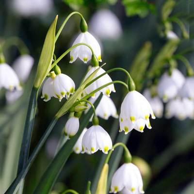 Księżniczka kwiatów: cebulki śnieżycy o intensywnym zapachu.