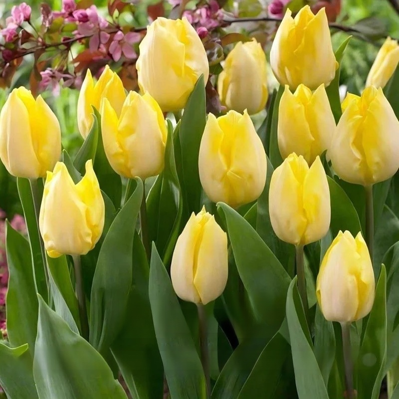 Przyjazne dla początkujących holenderskie importowane cebulki tulipanów.