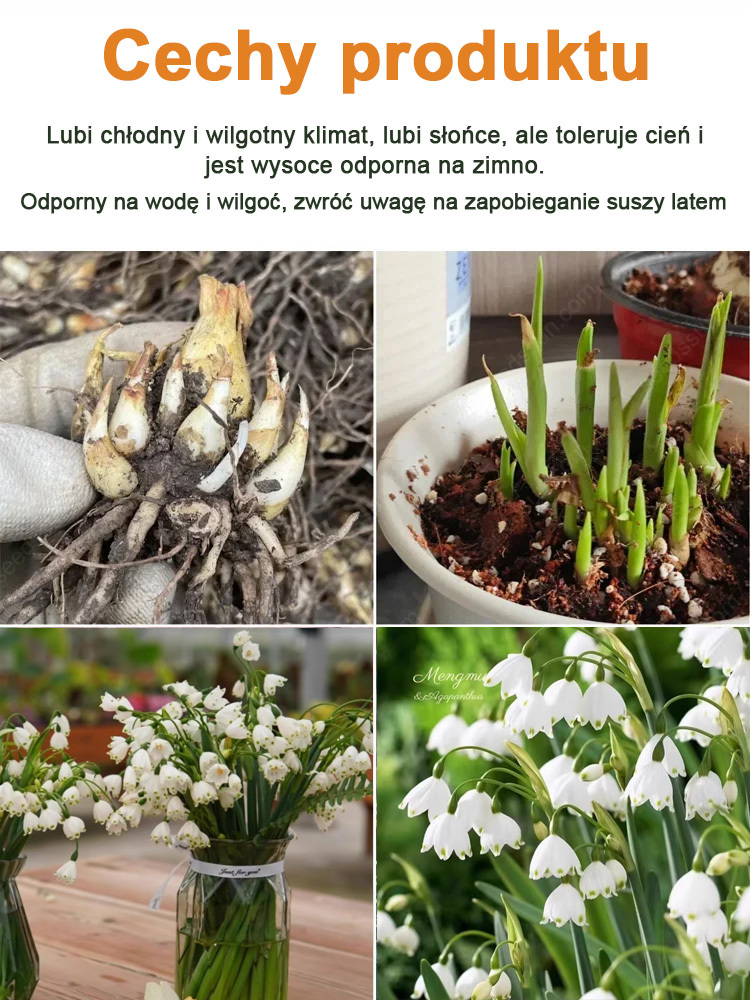 Księżniczka kwiatów: cebulki śnieżycy o intensywnym zapachu.