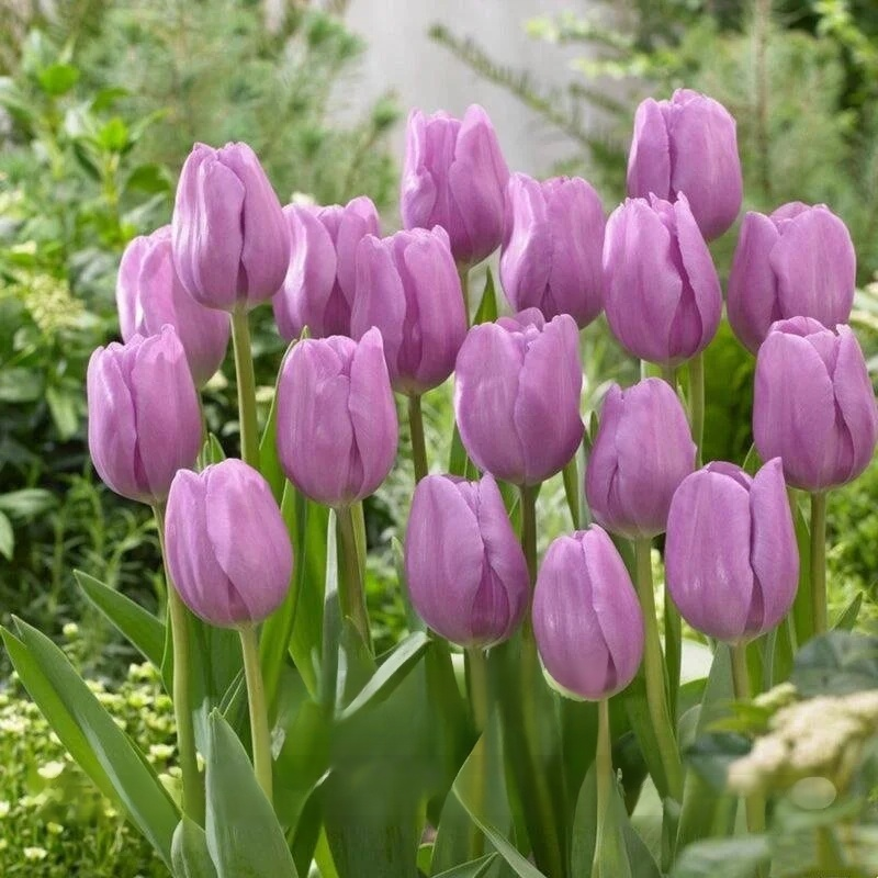 Przyjazne dla początkujących holenderskie importowane cebulki tulipanów.