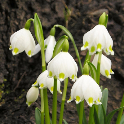 Księżniczka kwiatów: cebulki śnieżycy o intensywnym zapachu.