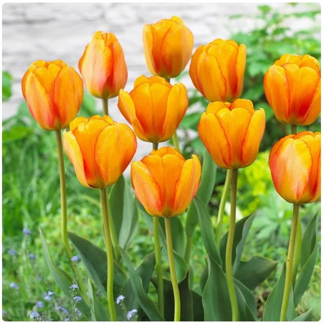 Przyjazne dla początkujących holenderskie importowane cebulki tulipanów.