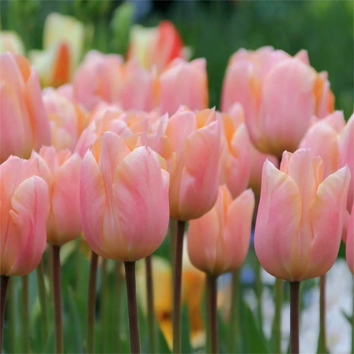 Przyjazne dla początkujących holenderskie importowane cebulki tulipanów.