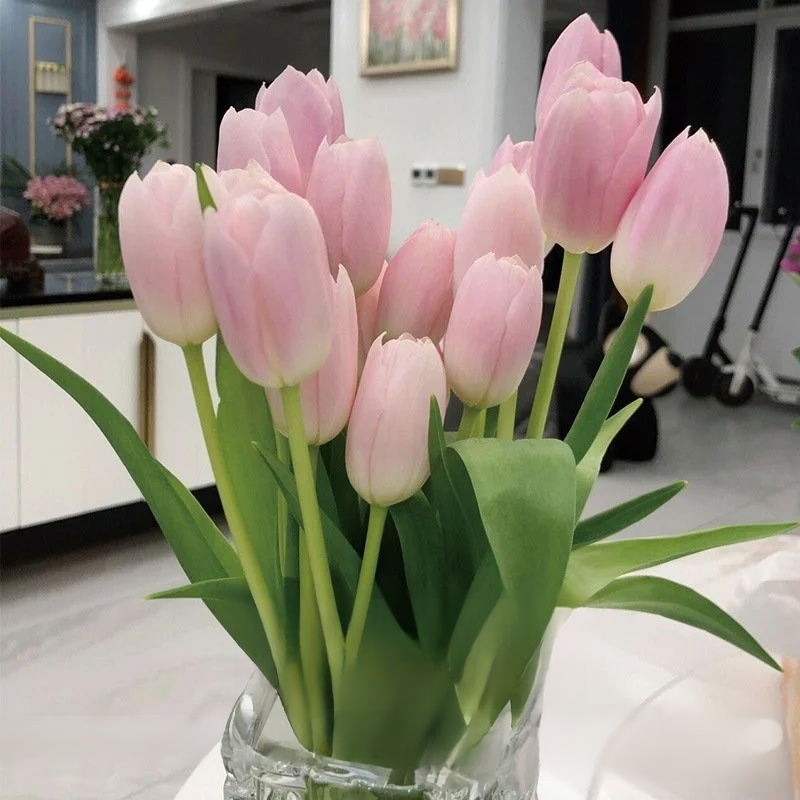 Przyjazne dla początkujących holenderskie importowane cebulki tulipanów.