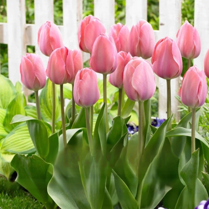 Przyjazne dla początkujących holenderskie importowane cebulki tulipanów.