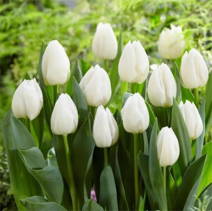 Przyjazne dla początkujących holenderskie importowane cebulki tulipanów.