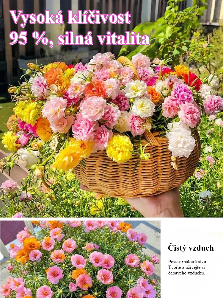 Semena slunečnic s plnými květy čtyř ročních období